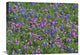 "Sand Bluebonnet and Pointed Phlox" Canvas Giclee by Tim Fitzharris, 24"x18"