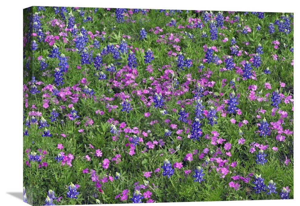 "Sand Bluebonnet and Pointed Phlox" Canvas Giclee by Tim Fitzharris, 24"x18"