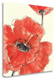 "Spring Poppy II" By Chris Paschke, Giclee Print on Gallery Wrap Canvas