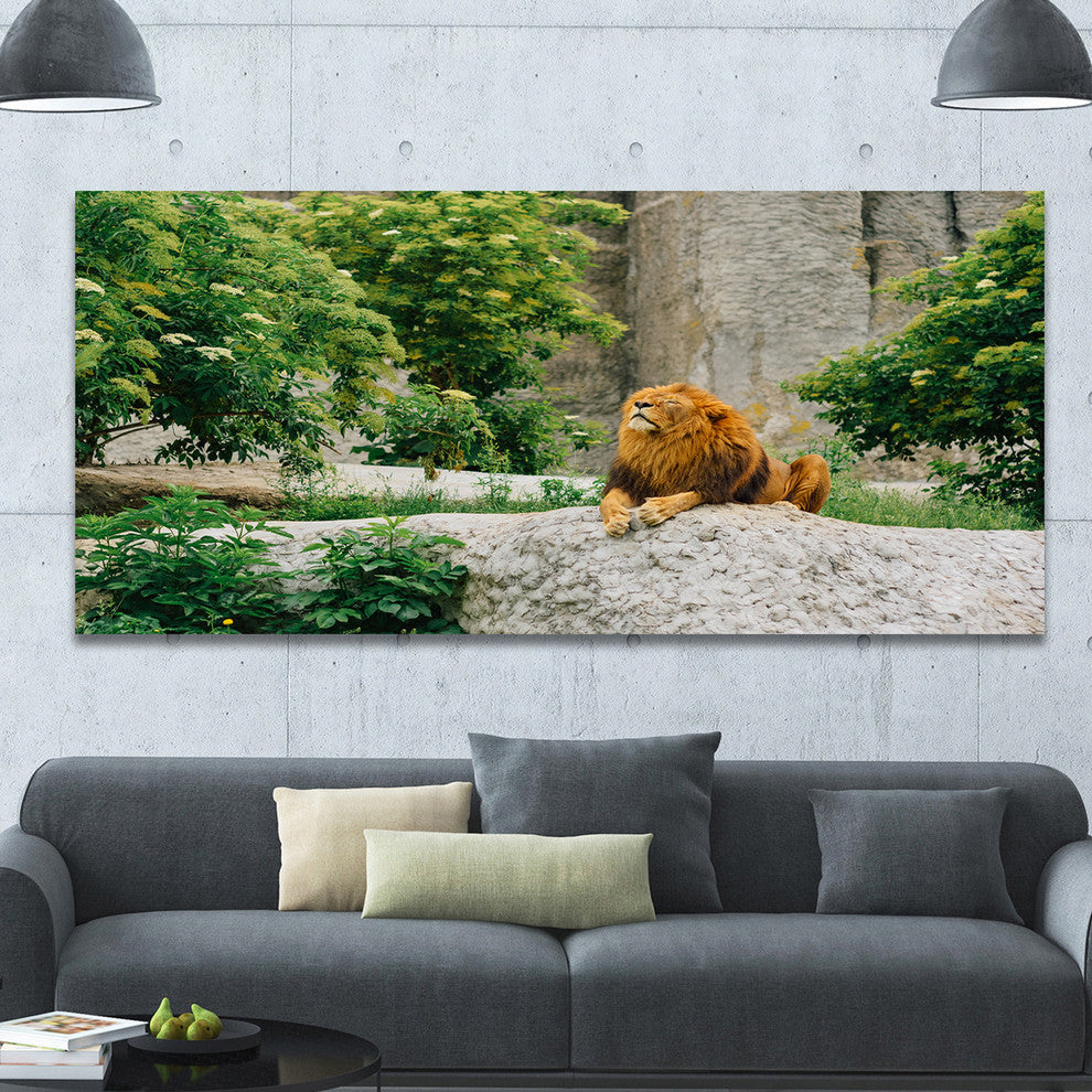 Big Lion Lying On Stones in Zoo, Landscape Canvas Art Print, 60"x28"