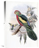 "Beautiful King Parrot" Artwork, 15"x22"