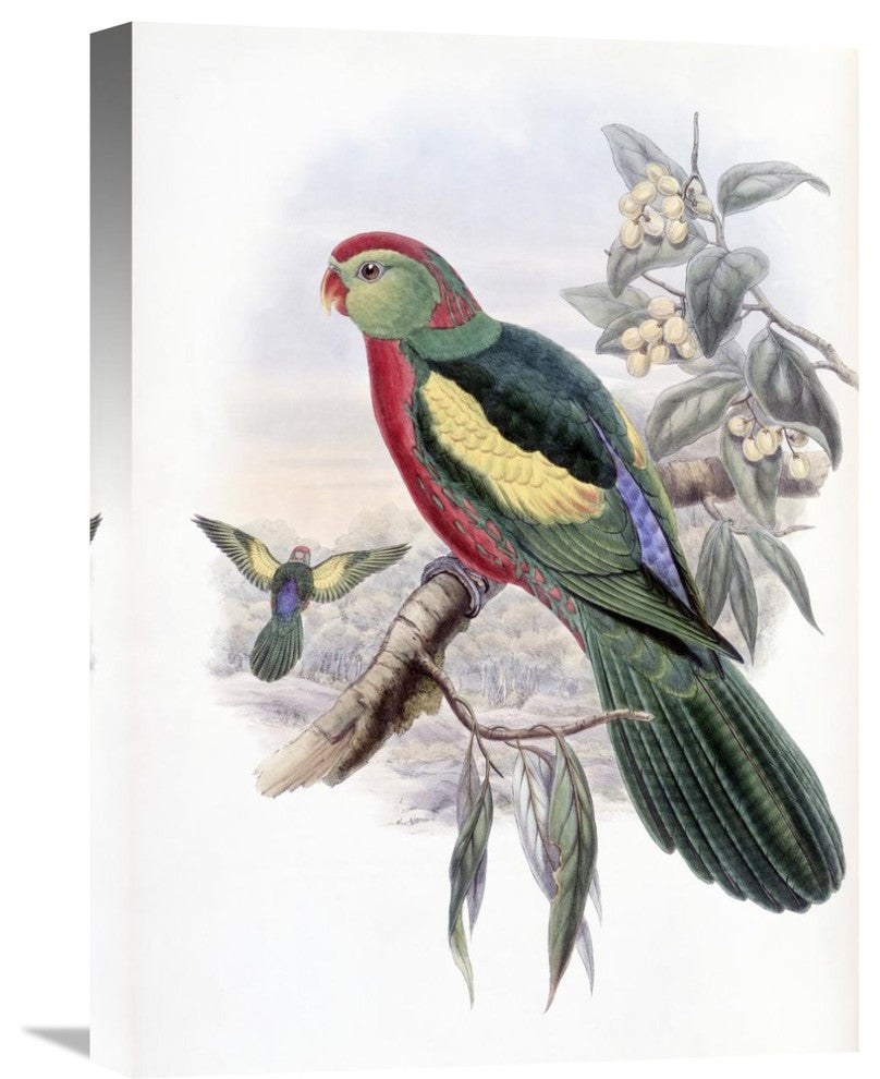 "Beautiful King Parrot" Artwork, 15"x22"