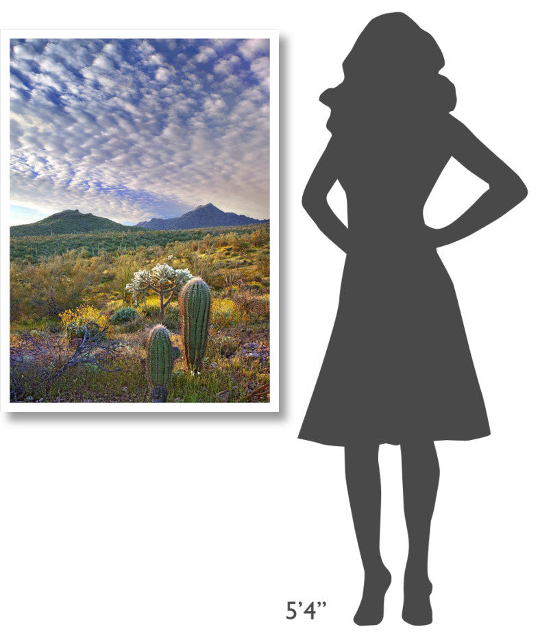 "Saguaro/Teddybear Cholla, Lupine/California Brittlebush" Paper Art, 30.4"x42"