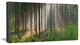 Green Forest in Mist Panorama, Landscape Canvas Art Print, 40x20