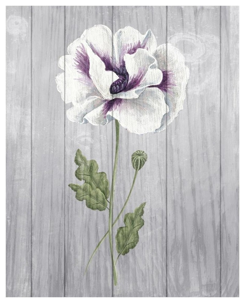 "Poppy I" Digital Paper Print by Elyse DeNeige, 24"x30"