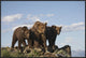 Grizzly Bear With Two One-Year-Old Cubs, North America, 36"x24"