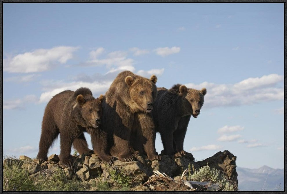Grizzly Bear With Two One-Year-Old Cubs, North America, 36"x24"