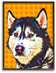 Pop Art Husky Dog over Orange Polka Dots11x14