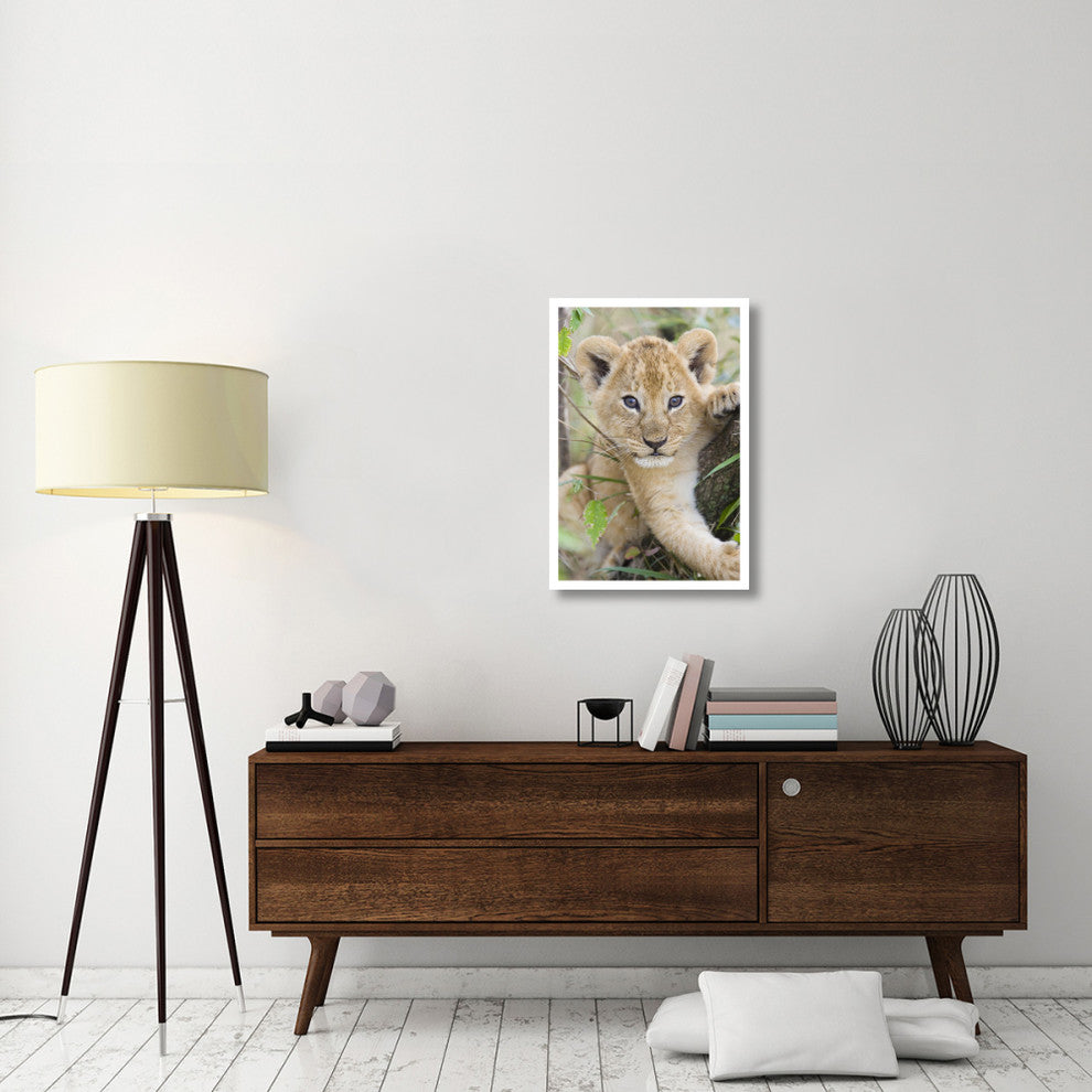 "African Lion 6-7 week old cub, Masai Mara National Reserve" Paper Art, 22"x32"