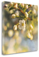 "Blush Blossoms II" By Sue Schlabach, Giclee Print on Gallery Wrap Canvas