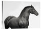 "King Mamba, Stallion" Stretched Canvas Giclee by Pangea Images, 24"x18"