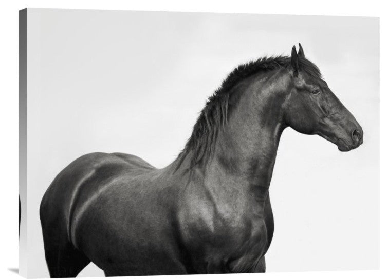 "King Mamba, Stallion" Stretched Canvas Giclee by Pangea Images, 24"x18"