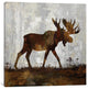 "Moose" by Carl Colburn, Canvas Print, 26"x26"