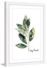 "Herb Bay Leaves" Framed Print by Rachel Byler