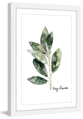 "Herb Bay Leaves" Framed Print by Rachel Byler