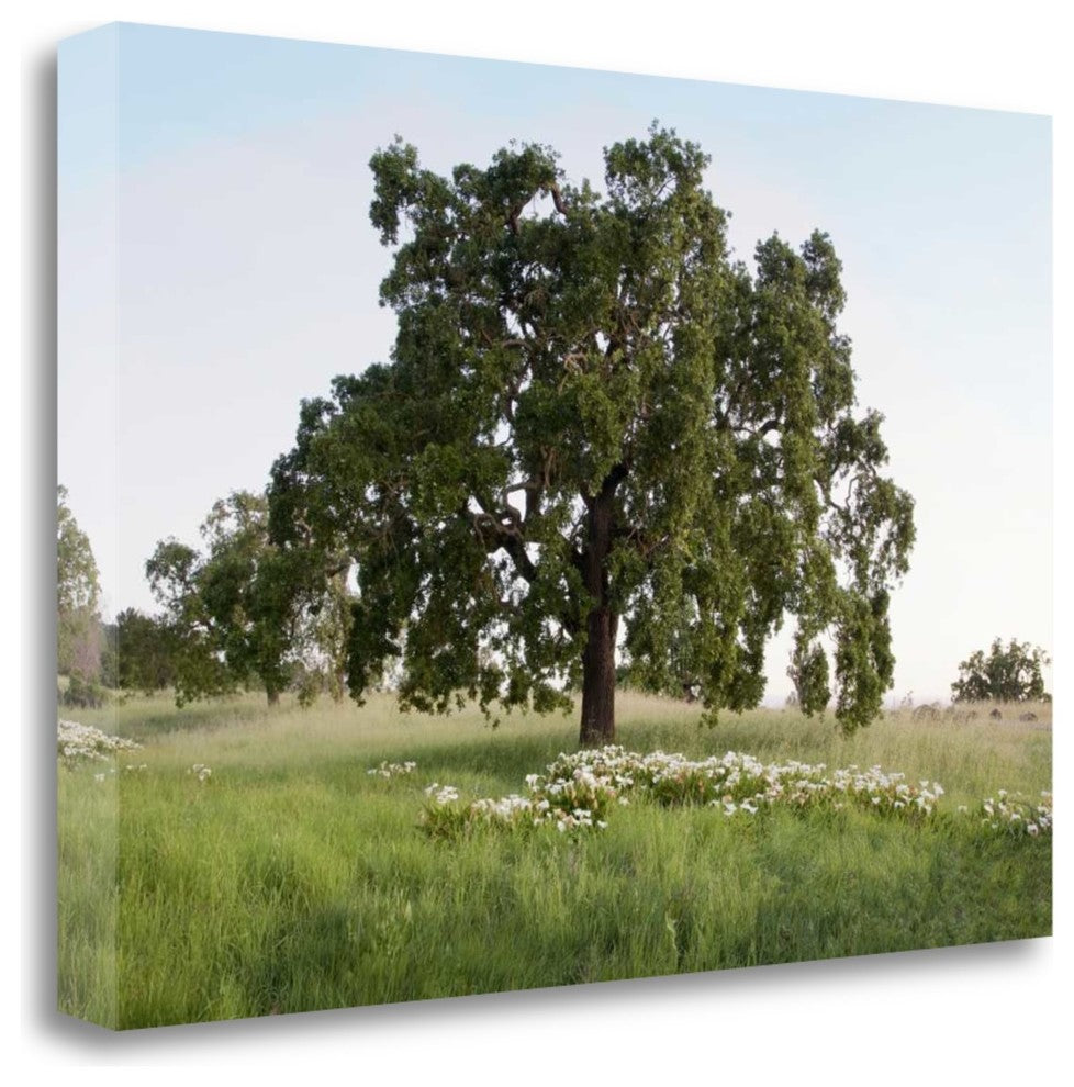 "Oak Tree - 93" By Alan Blaustein, Giclee Print on Gallery Wrap Canvas