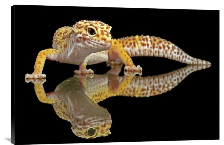 "Leopard Gecko" Stretched Canvas Giclee by Dikky Oesin, 30"x20"