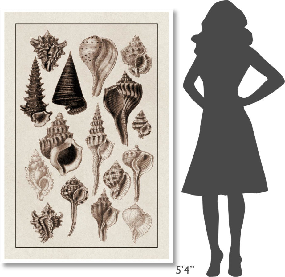 "Shells: Trachelipoda #4 (Sepia)" Digital Paper Print by G.B. Sowerby, 42"x62"