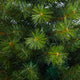 4.5' Green Valley Pine Faux Xmas Tree W/ White Lights & Bendable Branches, Urn