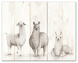 All The Llamas 20x16 Canvas Wall Art