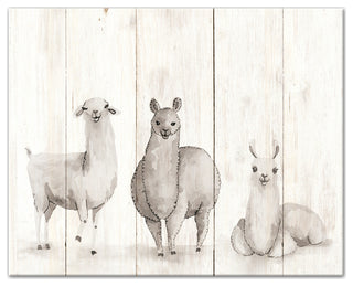 All The Llamas 20x16 Canvas Wall Art