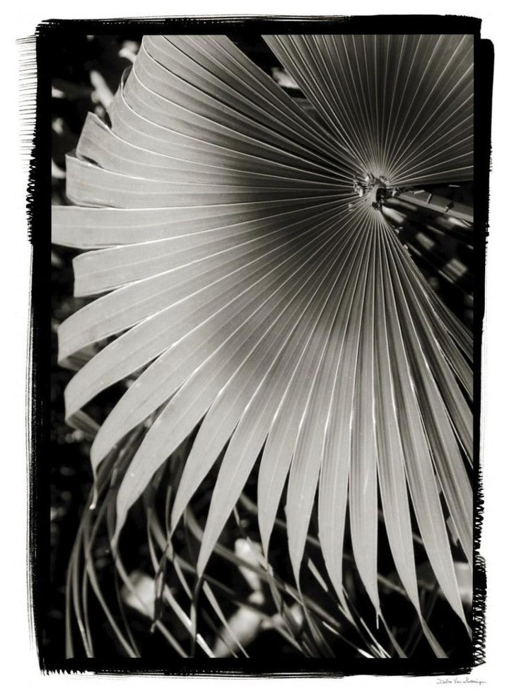 "Palm Frond II v2" Digital Paper Print by Debra Van Swearingen, 27"x38"