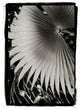 "Palm Frond II v2" Digital Paper Print by Debra Van Swearingen, 27"x38"