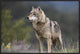 "Gray Wolf, North America" Framed Canvas Giclee by Tim Fitzharris, 31x21"