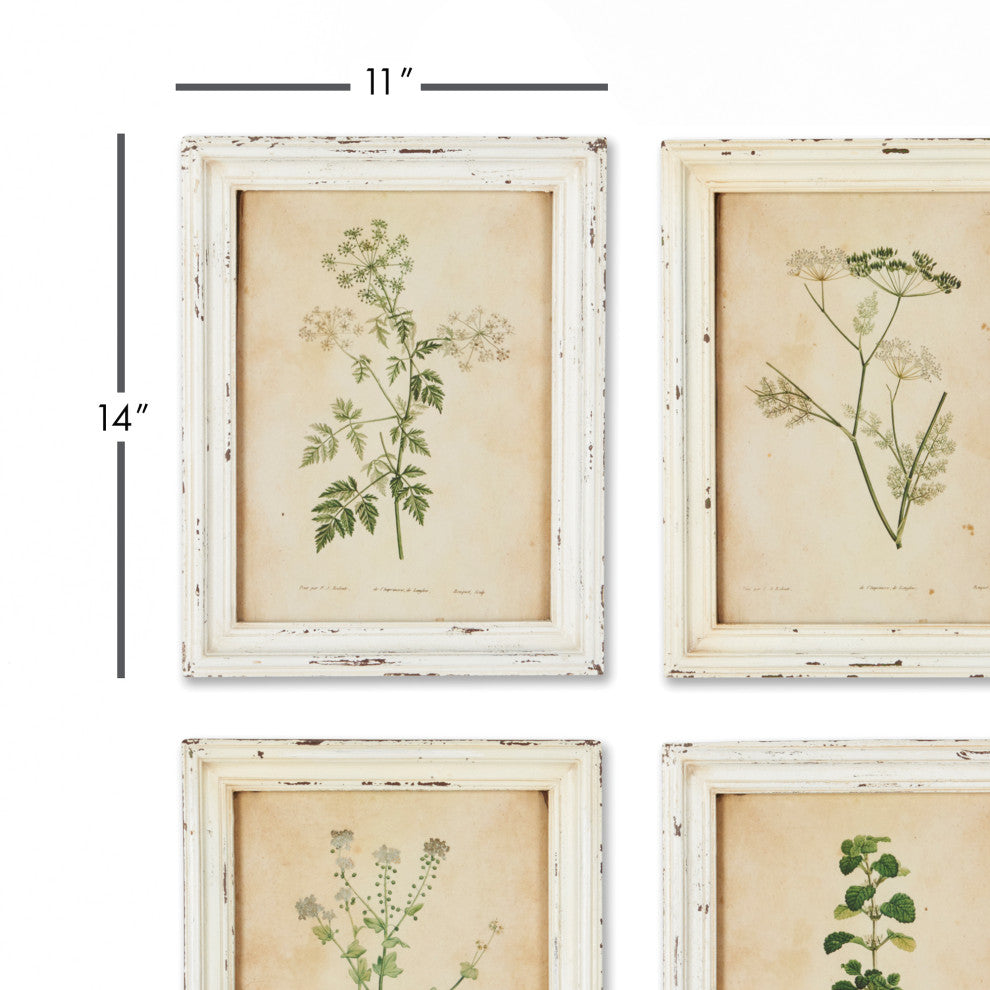 Frmd Wild Flower Botanical Prnt, Set of 12