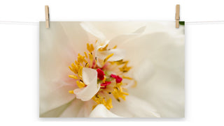 Eye of Peony Nature Photography, Floral Unframed Wall Art Print, 12" X 18"