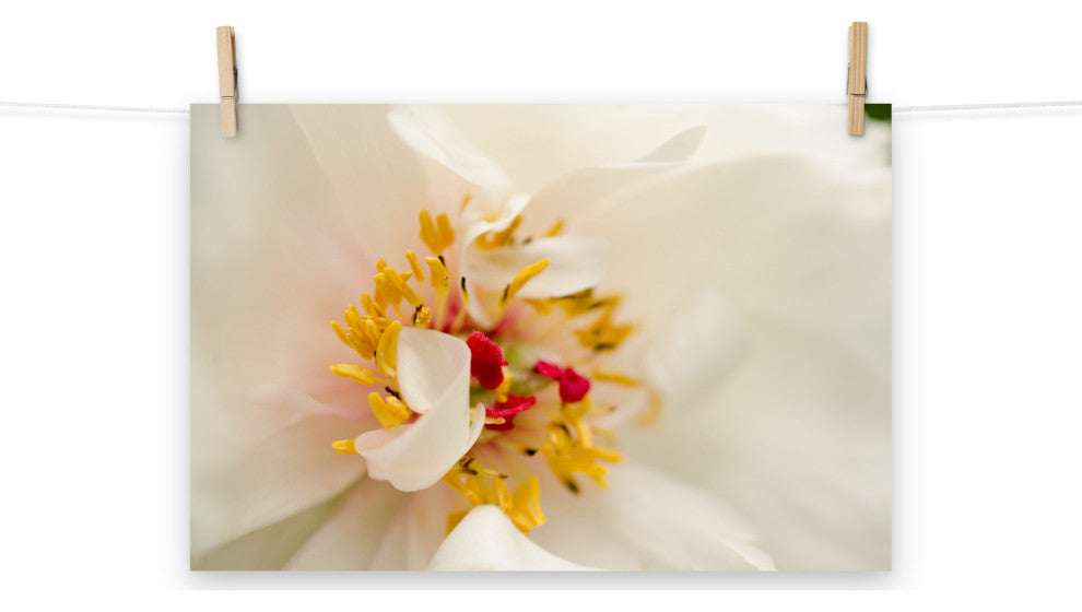 Eye of Peony Nature Photography, Floral Unframed Wall Art Print, 12" X 18"