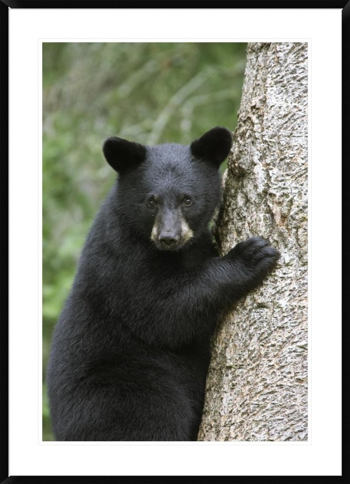 Black Bear Cub In Tree Safe From Danger, Orr, Minnesota, 30"x42"