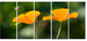 Orange Flowers and Flying Bee, Floral Canvas Art Print, 60"x28", 5 Panels