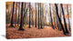 Bright Fall Forest with Clear Sky, Modern Forest Canvas Art, 32"x16"