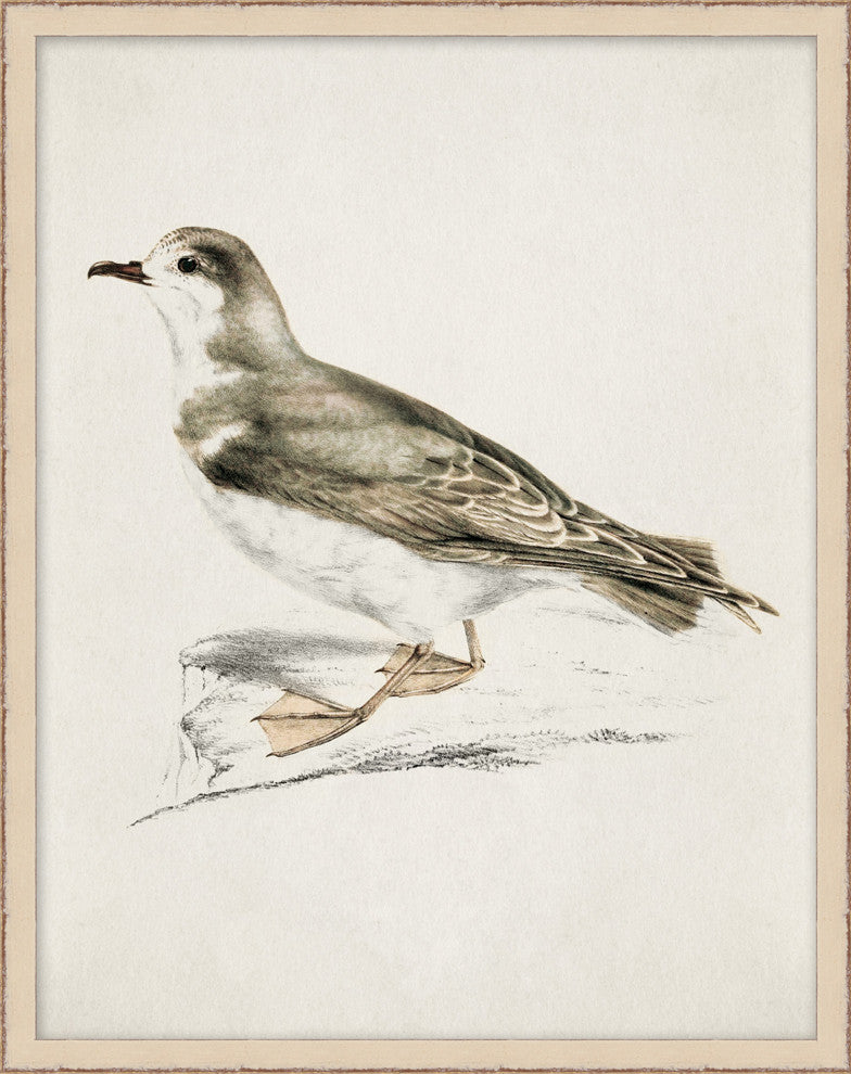 Coastal Bird Impression 5, Giclee Reproduction Artwork