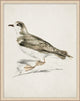 Coastal Bird Impression 5, Giclee Reproduction Artwork