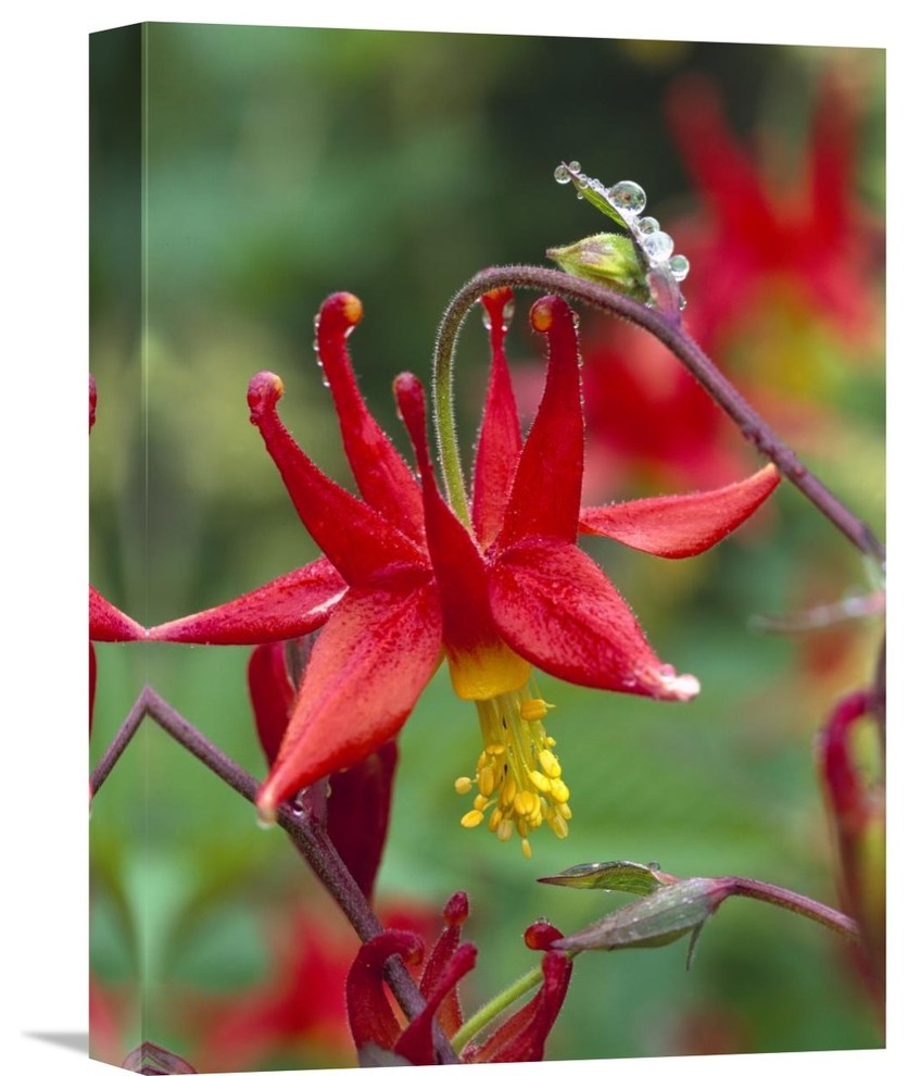 "Wild Columbine With Drops Of Dew, North America" Artwork, 12" x 16"