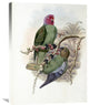 "Tenimber Parrot" Stretched Canvas Giclee by John Gould, 23"x30"