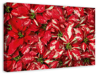 Pointsettia Blooms 3 20x30 Canvas Wall Art