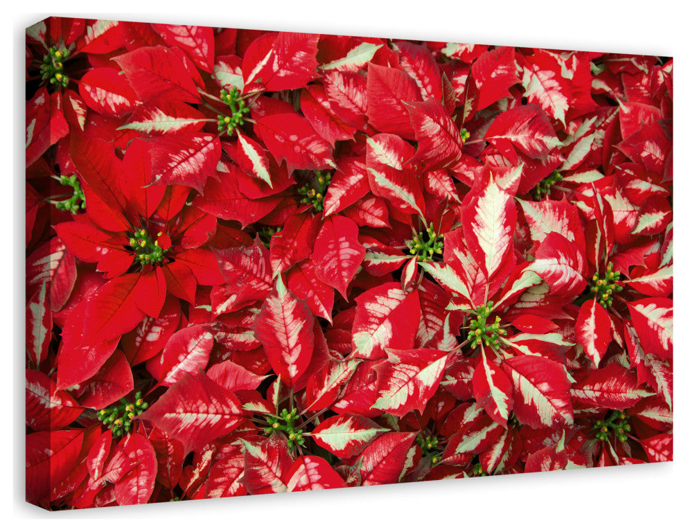 Pointsettia Blooms 3 20x30 Canvas Wall Art
