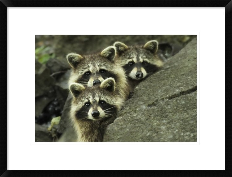 "Tres Banditos" Framed Digital Print by Mircea Costina, 26"x20"