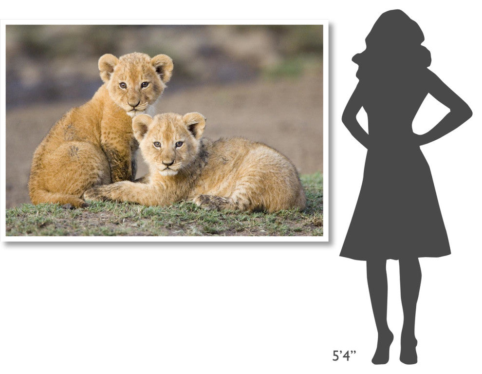 "African Lion cubs, vulnerable, Masai Mara National Reserve" Paper Art, 62"x42"