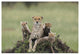 "Cheetah mother and 8-9 week old cubs, Maasai Mara Reserve" Paper Art, 62"x42"