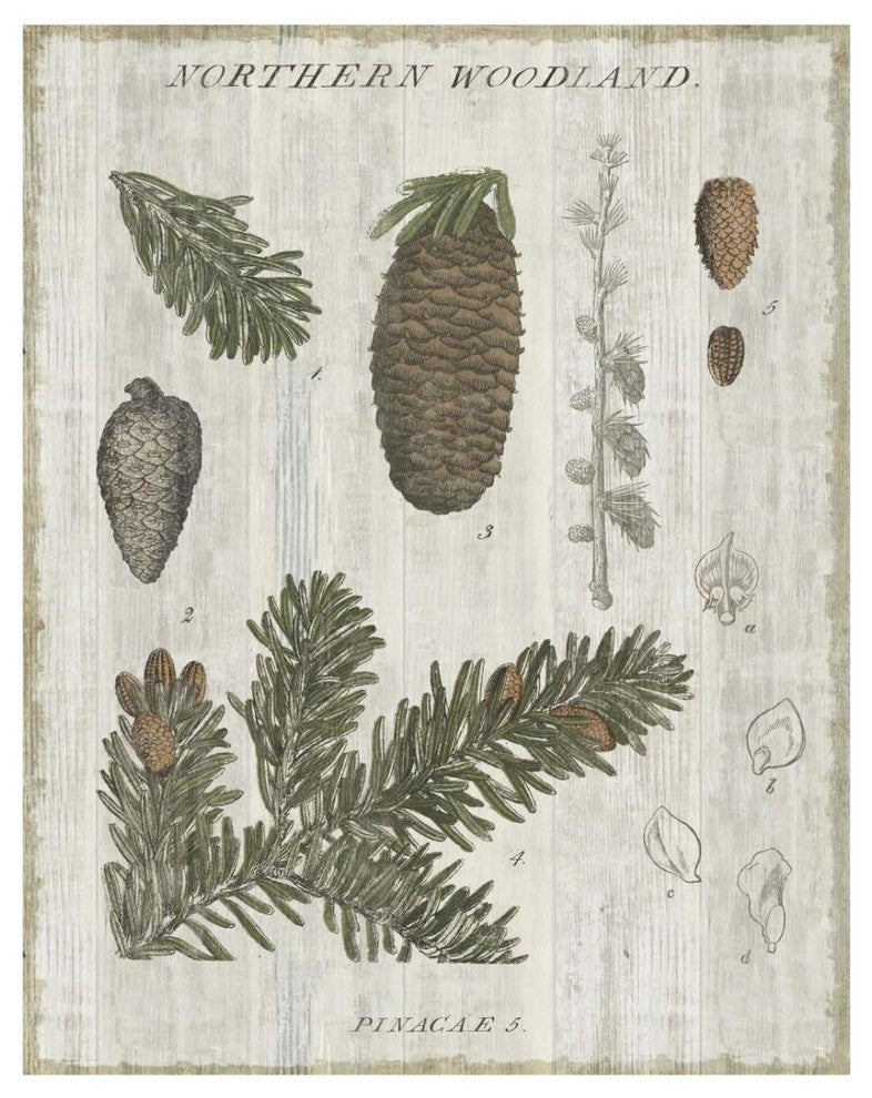 "Woodland Chart IV" Digital Paper Print by Sue Schlabach, 22"x26"