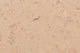 Assortment Engineered Cork Planks Flooring, Odyseus Creme