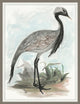 Waterbird 3, Giclee Reproduction Artwork
