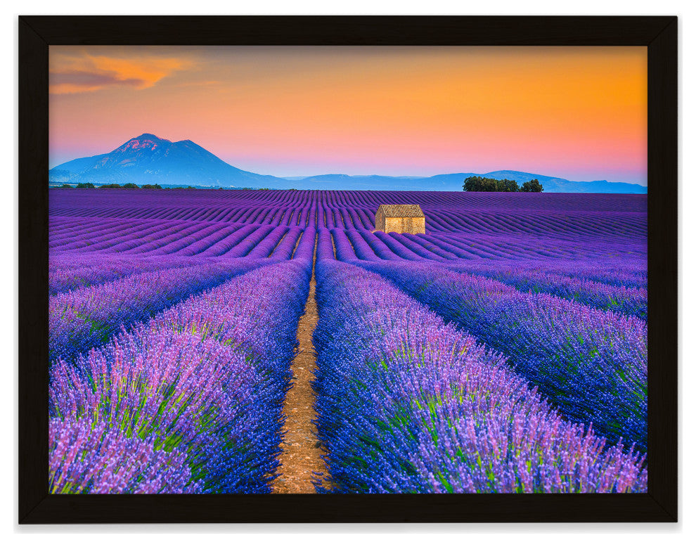 Blooming Lavender Field and Sunset Floral Landscape Framed Photo Wall Art Prints, Black, 12" X 16"