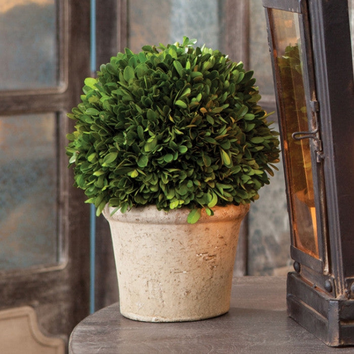 Elegant 12 in Ball Topiary in Pot Preserved Boxwood Greenery Faux Floral English