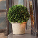 Elegant 12 in Ball Topiary in Pot Preserved Boxwood Greenery Faux Floral English