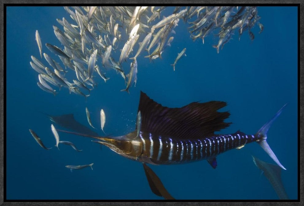 Atlantic Sailfish Hunting Round Sardinella, Isla Mujeres, Mexico, 18"x12"
